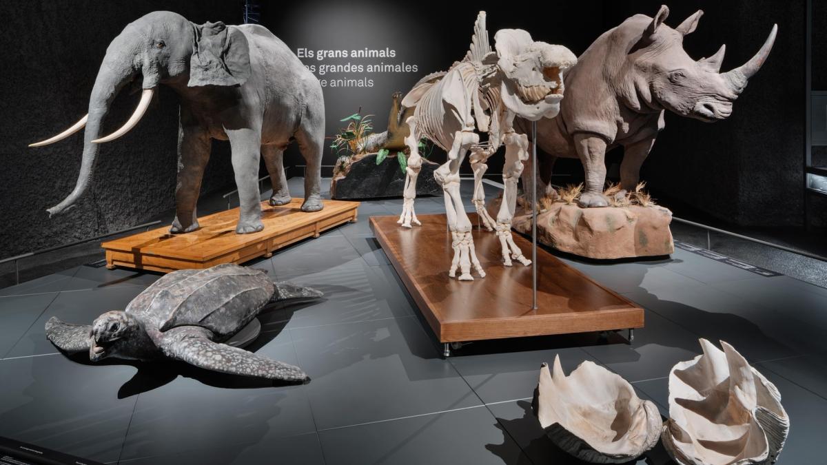 Museum of Natural Sciences of Barcelona
